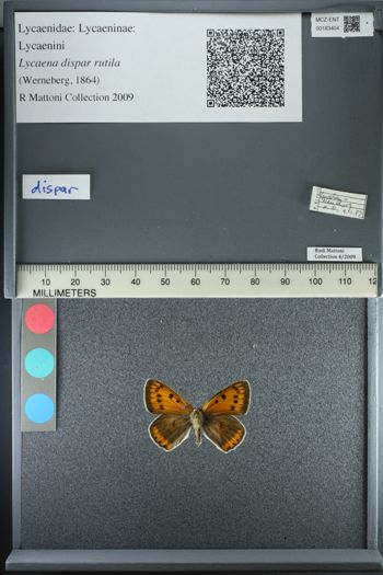 Media type: image;   Entomology 183404